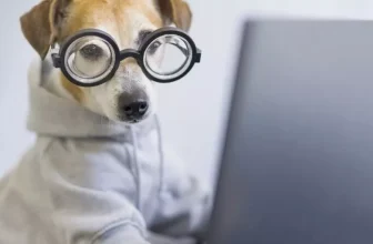 Top Smart Pet Products to Make Traveling With Your Pet Easier