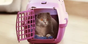 What Type of Pet Carriers Are Best for Outdoor Trips?
