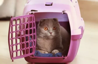 What Type of Pet Carriers Are Best for Outdoor Trips?