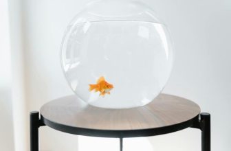 Common Aquarium Setup Mistakes to Avoid