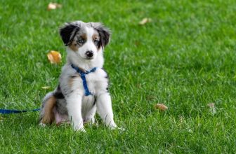 What Should You Look for in a Dog Harness?