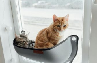 How Do Cat Window Perches Add Enrichment to Your Cat’s Life?