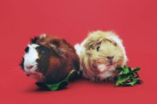 Setting Up an Enriching Environment for Your Small Pets