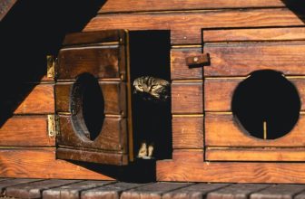 Building a Comfortable and Safe Habitat for Your Exotic Pet