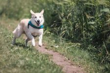 What Are the Best Dog Harnesses for Outdoor Activities?