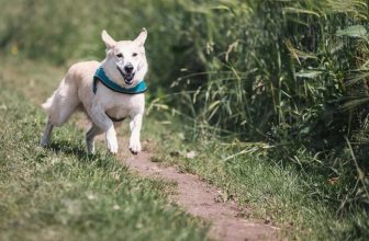 What Are the Best Dog Harnesses for Outdoor Activities?