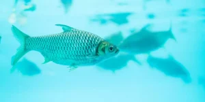 Saltwater Vs. Freshwater Aquariums: Equipment Comparison
