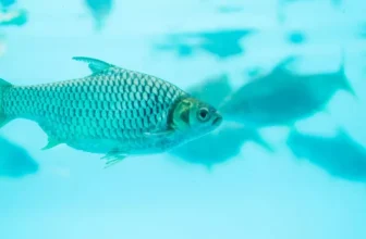 Saltwater Vs. Freshwater Aquariums: Equipment Comparison