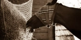 What Are the Most Effective Fly Control Solutions for Horses?
