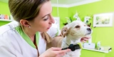 The Best Grooming Practices for a Healthy Pet Coat