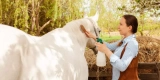Building a Horse Grooming Kit: Everything You Need