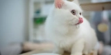 The Most Popular Exotic Pets and Their Supply Needs