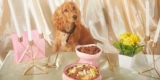 A Guide to Pet Wellness Plans and Their Benefits