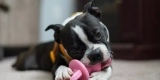 What Are the Best Small Animal Chew Toys for Dental Health?
