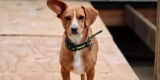 A New Way to Keep Your Pet Safe and Healthy