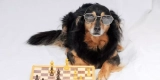 How Smart Pet Gadgets Are Changing the Way We Care for Our Pets