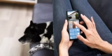 How Can Smart Pet Gadgets Help You Keep Track of Your Pet’s Daily Routine?