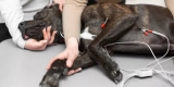How Do Smart Pet Monitors Track Your Pet’s Health and Wellbeing?
