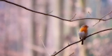 What Are the Benefits of Using Bird Harnesses for Outdoor Adventures?