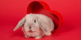 The Benefits of Using Litter Boxes for Rabbits and Guinea Pigs