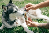 Top Supplements for Your Pet’s Health and Wellness